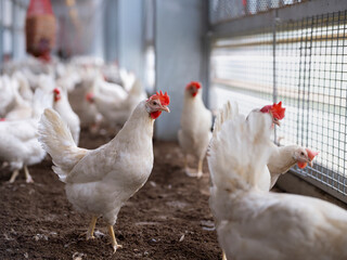 Two white hens standing prominently in modern poultry facility with wire mesh barriers