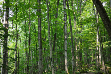 green natural forest
