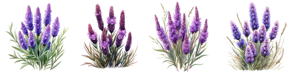 Naklejka premium Floral Symphony: A painterly composition showcasing several lavenders, each one a burst of vivid purple and lush green. isolated transparent background 