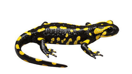 Obraz premium Fire salamander on light background, detailed and ready to use as transparent PNG