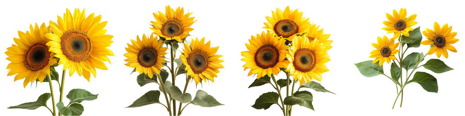 Fototapeta premium Sunflower Collection: A vibrant assortment of sunflowers, each radiating with cheerful yellow petals and a central dark disc, representing beauty and natural charm. Isolated on Transparent Background