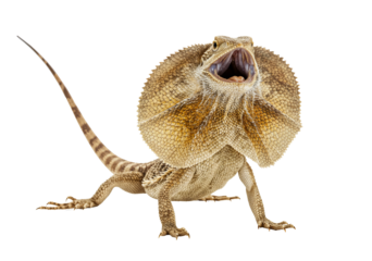 Frilled dragon with extended frill and open mouth on transparent background PNG