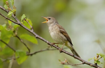 Small bird perched on tree branch with brown and white feathers. Beak slightly open. Bird facing right in forest natural setting. Spring season with green and brown hues.