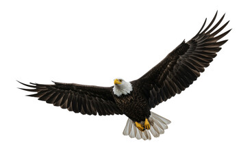 Majestic bald eagle in flight with spread wings on transparent background PNG