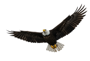 Majestic bald eagle in flight with spread wings on transparent background PNG