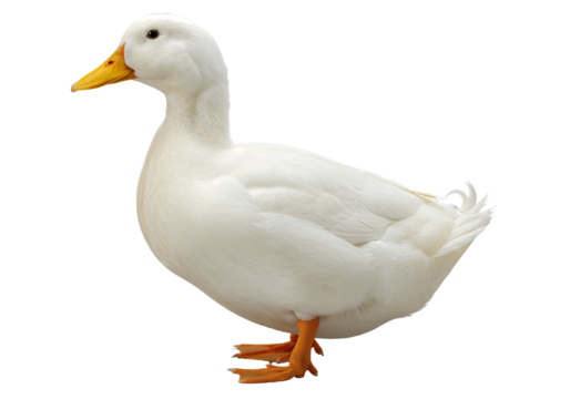 White duck with orange beak on light background, detailed and ready to use as transparent PNG