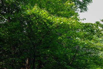 Fototapeta premium green forest background