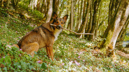 PORTRAIT: Wet dog sits with a stick in its mouth on shady forest slope overgrown with greenery and...