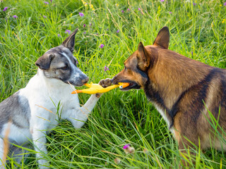 CLOSE UP: Dogs are engaged in a playful tussle over yellow toy, surrounded by lush green grass in...