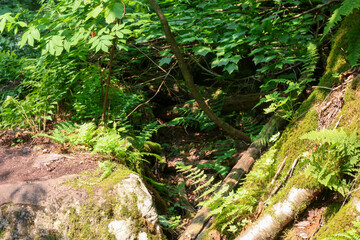 Obraz premium fern in the forest