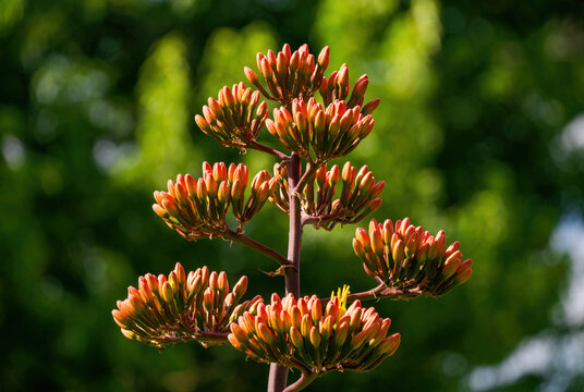 Agave havardiana or Harvard's Century Plant in its early budding stage with many rosy colored tubular buds against a green natural background. Close up view with details. - Powered by Adobe