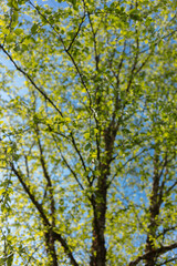 Fototapeta premium Looking up through green tree canopy with fresh spring leaves against bright blue sky background