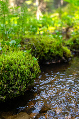 Mountain rocky water stream in the summer forest among green mossy rocks and plants.