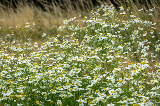 Echte Kamille (Matricaria chamomilla) am Feldrand