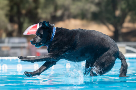 Black Labrador retriever landing in the water during a dock event