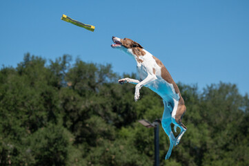 Brown and white dog jumping for a yellow bumper toy