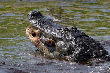 American Alligator eating a Fresh Tilapia Catch 