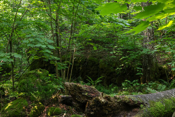 green forest in the morning