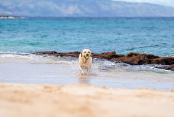 Yellow labrador retriever with tennis ball in mouth running on the shore