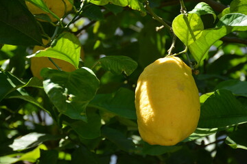 Large yellow ripe lemon on a tree close-up