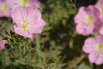 Oenothera rosea (evening primrose), growing outdoors in the garden