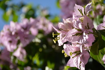 Beautiful light pink bougainvillea flowers bloom on a sunny day
