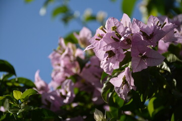 Beautiful pink bougainvelia flowers close-up