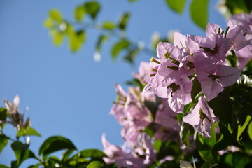 Southern bush of light pink bougainvillea against blue sky