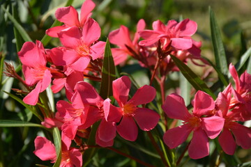 Bush with dark pink oleander close-up in the garden in summer