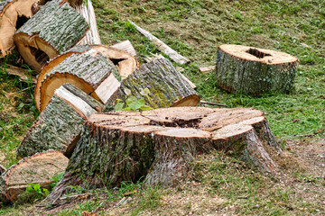 Tree stump and cut logs in a woodland area during daytime showing recent tree removal