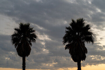 Two palm trees are silhouetted against a dramatic sky filled with clouds at sunset. The scene...