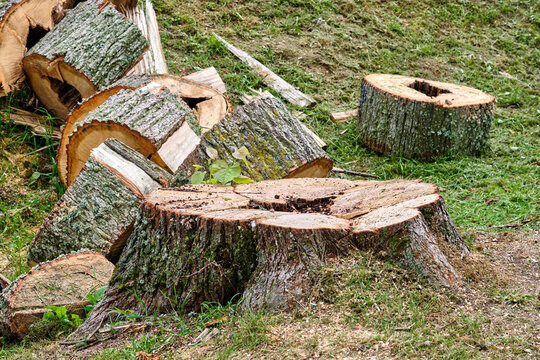 Tree stump and cut logs in a woodland area during daytime showing recent tree removal