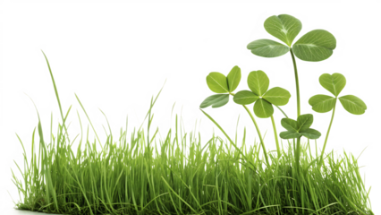 Four leaf clovers and green grass blades with dew drops isolated on a transparent background lucky clover