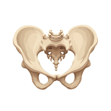 Vector illustration of pelvis bone anatomical style on white background, skeletal system