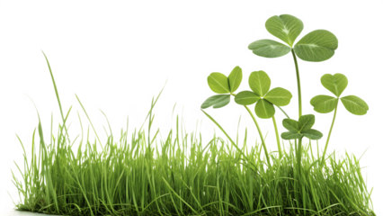 Lush green grass and clover plants with four leaf clovers isolated on a transparent background shamrock