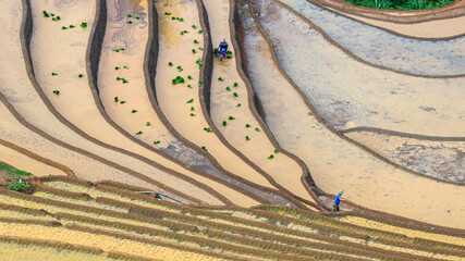 	
Hmong farmers prepare their fields and plant rice on terraced fields in Mu Cang Chai, Yen Bai....