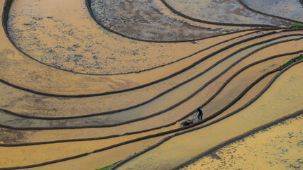 	
Hmong farmers prepare their fields and plant rice on terraced fields in Mu Cang Chai, Yen Bai....
