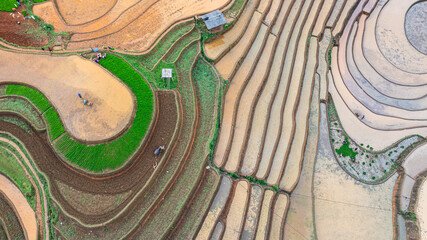	
Hmong farmers prepare their fields and plant rice on terraced fields in Mu Cang Chai, Yen Bai....
