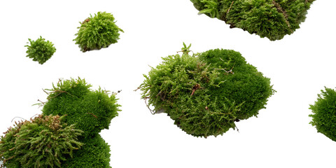 Several clumps of vibrant green moss with varying textures and some brown elements isolated on a transparent background