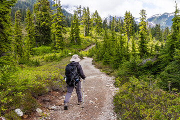 Obraz premium Hiker Trekking Through Forested Trail in Elfin Lakes, Squamish