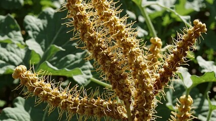 close up look at the parasitic dodder plant’s fine thread like orange stems and flowers wrapping around host plants in nature an unusual and fascinating example of plant biology and forest botany