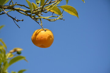 A lonely orange tree hangs on a branch against a blue sky