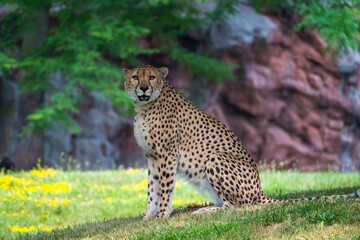 cheetah in the grass