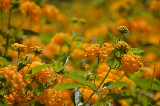 Orange lantana flowers in a garden flowerbed - Powered by Adobe