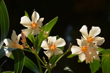 Cream oleander flowers on a bush on a dark background