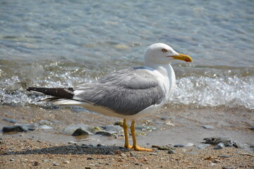 Obraz premium An albatross seabird with long, narrow wings stands in the water on a beach