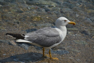 Fototapeta premium A long-lived seabird, the yellow-billed albatross, stands in the water