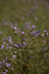 Small purple gypsophila flowers grow in a wild field
