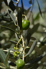 Olive tree with green fruits against blue sky