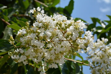 Beautiful branches with white exotic flowers Lagerstroemia indica (crapemyrtle) under blue sky
